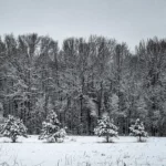 Snow Covered Treeline