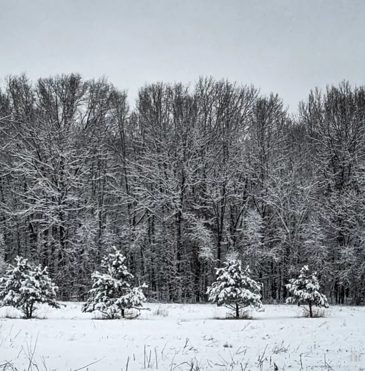 Snow Covered Treeline