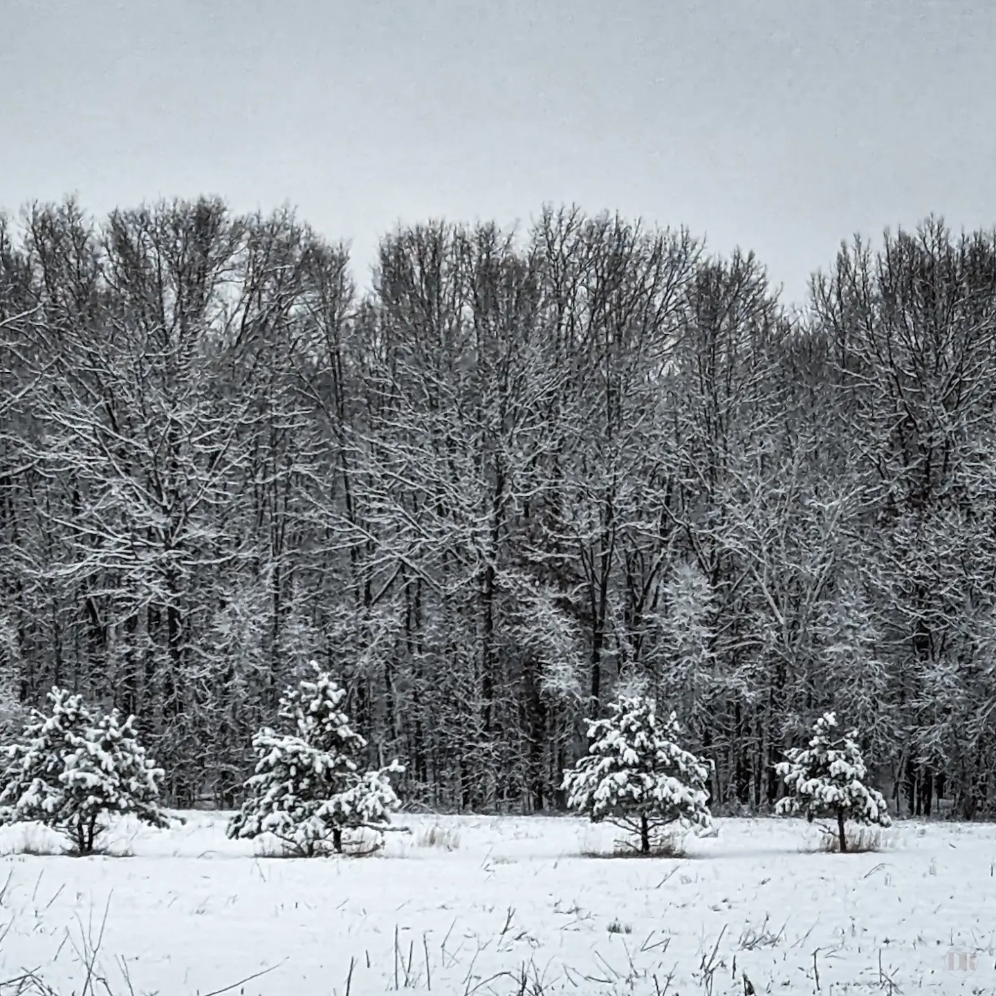 Snow Covered Treeline